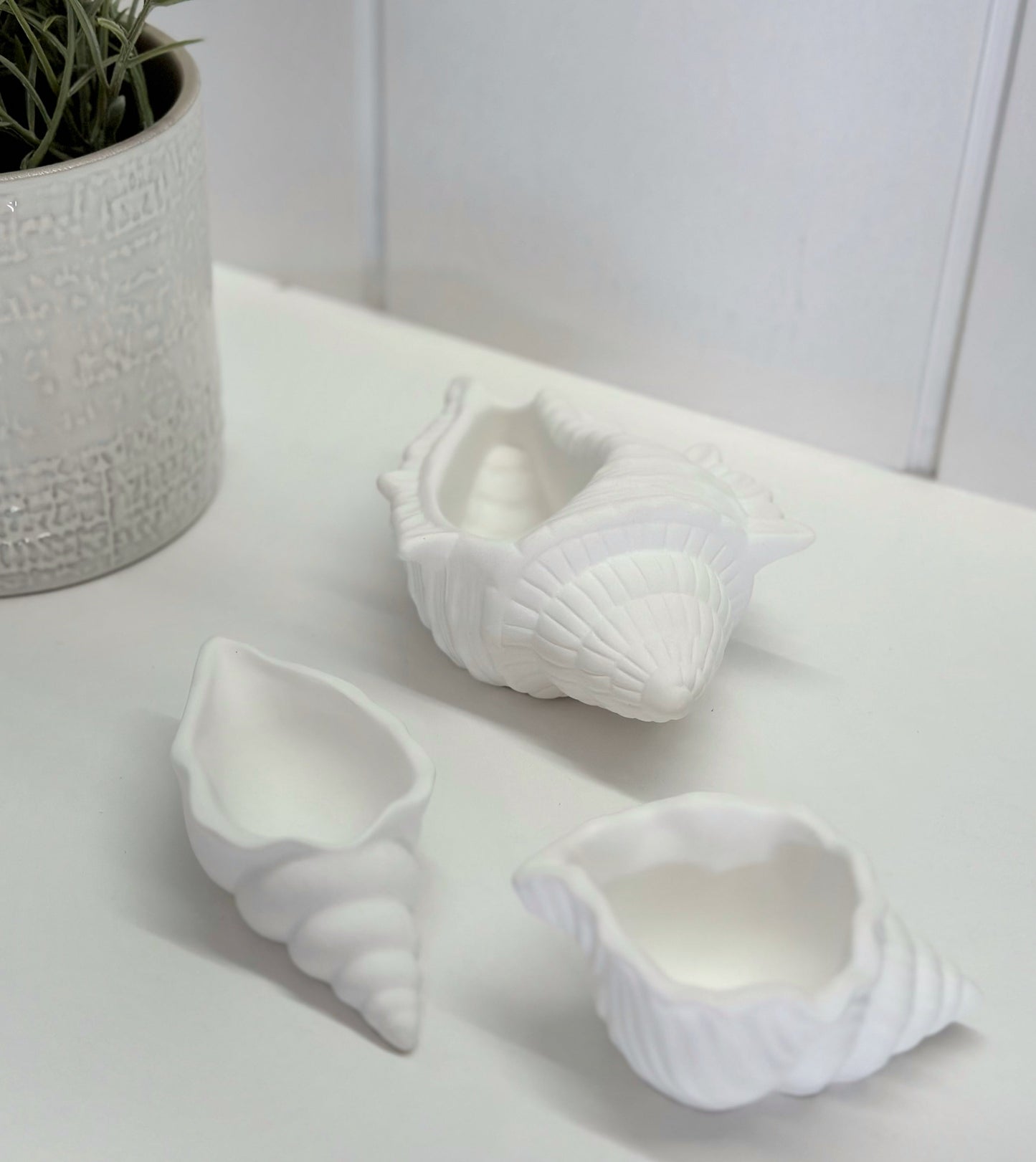 Objet Coquillage Trésor Marin